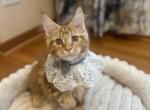 Milana - Maine Coon Kitten For Sale - 