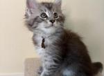 Hans Black Silver tabby Maine coon - Maine Coon Kitten For Sale - 