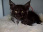 Guava - Maine Coon Kitten For Sale - McArthur&comma; CA&comma; US