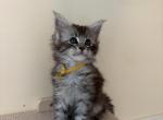 Anna Polydactyl Black Silver Tabby Maine Coon - Maine Coon Kitten For Sale - Villa Rica&comma; GA&comma; US
