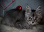 Kiwi - Maine Coon Kitten For Sale - McArthur&comma; CA&comma; US
