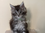 Olaf Black silver tabby Maine coon - Maine Coon Kitten For Sale - Villa Rica&comma; GA&comma; US
