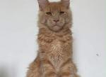 Garfield - Maine Coon Kitten For Sale - Winfield&comma; IL&comma; US
