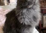 Eva - Maine Coon Kitten For Sale - Winfield&comma; IL&comma; US