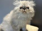 Blue points Persian male - Persian Kitten For Sale - Brooklyn&comma; NY&comma; US
