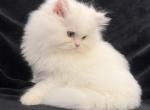 Teddy - Persian Kitten For Sale - 