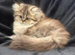 Caroline - Persian Kitten For Sale - Callahan&comma; FL&comma; US