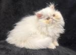 Pearl - Persian Kitten For Sale - Callahan&comma; FL&comma; US