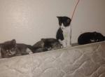 Maine Coon siamese hybrid - Maine Coon Kitten For Sale - Salem&comma; OR&comma; US