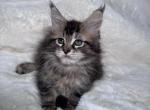 Mateo - Maine Coon Kitten For Sale - Old Bridge&comma; NJ&comma; US