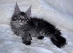 Orion - Maine Coon Kitten For Sale - Old Bridge&comma; NJ&comma; US