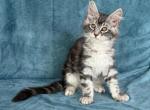 Storm - Maine Coon Kitten For Sale - Old Bridge&comma; NJ&comma; US
