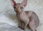 Apollo odd eye - Sphynx Kitten For Sale - Brooklyn&comma; NY&comma; US