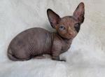 Aurora odd eye - Bambino Kitten For Sale - Brooklyn&comma; NY&comma; US