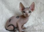 Loki - Sphynx Kitten For Sale - Brooklyn&comma; NY&comma; US