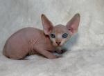 Sky - Sphynx Kitten For Sale - Brooklyn&comma; NY&comma; US