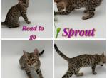 Sprout - Bengal Kitten For Sale - ME&comma; US
