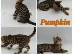 Pumpkin - Bengal Kitten For Sale - ME&comma; US