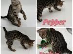 Pepper - Bengal Kitten For Sale - ME&comma; US