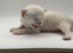 Buzz Lightyear - Bengal Kitten For Sale - ME&comma; US