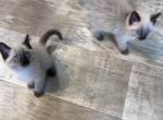 Max and Milo - Balinese Kitten For Sale - Adams&comma; WI&comma; US