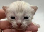 Bo Peep - Bengal Kitten For Sale - ME&comma; US