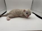 Woody - Bengal Kitten For Sale - ME&comma; US
