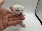 Dolly - Bengal Kitten For Sale - ME&comma; US