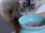 Zoe - Persian Kitten For Sale - Pleasant Hill&comma; CA&comma; US