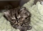 Freddy - Persian Kitten For Sale - Pleasant Hill&comma; CA&comma; US
