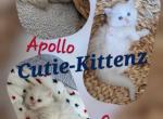 Annie's Litter - Ragdoll Kitten For Sale - Nixa&comma; MO&comma; US