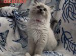 Scarlet - Ragdoll Kitten For Sale - 