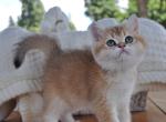 Jojo - British Shorthair Kitten For Sale - Vancouver&comma; WA&comma; US