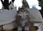 Jack - British Shorthair Kitten For Sale - Vancouver&comma; WA&comma; US