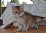 Jammy - British Shorthair Kitten For Sale - Vancouver&comma; WA&comma; US