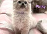 Pinky - Ragdoll Kitten For Sale - 