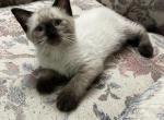 Ping - Siamese Kitten For Sale - Janesville&comma; MN&comma; US