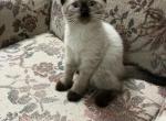 Paullie - Siamese Kitten For Sale - 