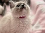 Patches - Ragdoll Kitten For Sale - Lincoln&comma; CA&comma; US