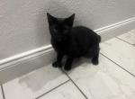 3 Kittens - Manx Kitten For Sale - MA&comma; US