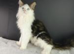BLUE EYED ULTRA POLYDACTYL MALE MAINE COON KITTEN - Maine Coon Kitten For Sale - Union City&comma; MI&comma; US