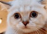 Sugar - Scottish Straight Kitten For Sale - Canyon Cntry&comma; CA&comma; US