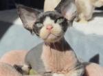 Nixon - Cornish Rex Kitten For Sale - Philadelphia&comma; PA&comma; US