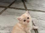 Cimba - British Shorthair Kitten For Sale - Parma&comma; OH&comma; US