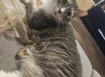 Cecil - Domestic Cat For Adoption - Lantana&comma; FL&comma; US