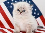 British shorthair boys - British Shorthair Kitten For Sale - FL&comma; US