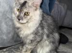 Sky - Maine Coon Kitten For Sale - Audubon&comma; NJ&comma; US