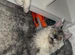 Sky - Maine Coon Kitten For Sale - Audubon&comma; NJ&comma; US