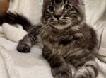 Cosmos - Maine Coon Kitten For Sale - 