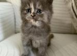 Locey - Persian Kitten For Sale - Parma&comma; OH&comma; US